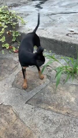 A small black and tan dog with erect ears stands on a stone patio, sniffing at a patch of green grass growing from a crack in the stone. The dog's body is angled, its head down as it investigates the grass. In the background, a concrete wall and some greenery can be seen. To the right, there are stone steps leading upwards. A white structure with a window is visible in the upper right corner, and a blue bottle sits on a ledge. The dog's tail is held high and curves slightly.