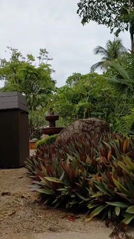 The video shows a park-like setting with lush greenery and a cloudy sky. In the foreground, there are several plants with long, purplish-green leaves. Behind the plants, a large, weathered rock sits prominently. To the left of the rock, a dark brown, modern-looking trash receptacle with a slanted lid stands on a gravelly surface. Further in the background, a red, tiered fountain with decorative elements is visible, surrounded by trees and foliage. To the left of the fountain, a portion of a dark brown wooden structure, possibly stairs or a deck, is visible. The overall impression is of a well-maintained outdoor area, possibly part of a resort or botanical garden.