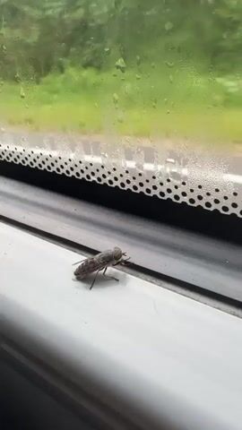 A gray insect with a long body and six legs is on a white windowsill. The insect faces to the right. Behind the insect is a window with green trees visible through it. There is a black perforated strip above the windowsill.