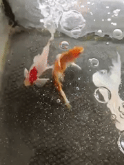 Koi fish in a backyard tank, Aceh, Indonesia