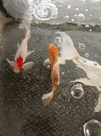 Koi fish in a backyard tank, Aceh, Indonesia