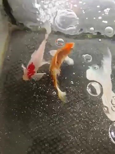 Koi fish in a backyard tank, Aceh, Indonesia