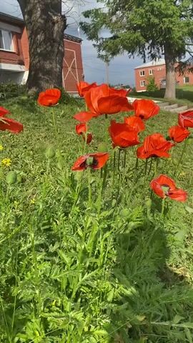 The video shows a close-up view of bright red poppies growing in a grassy area. The poppies are in various stages of bloom, with some fully open and others still as buds. The background includes green foliage and hints of buildings and trees, suggesting an outdoor setting. The camera pans slightly, focusing on the vibrant colors of the flowers and their delicate petals. The lighting suggests it is daytime, possibly a sunny afternoon.