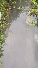 Everyday rural life in Serti — animals, plants, and muddy paths