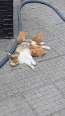 Afternoon life documented in Bulgarian village: cats, resident, gardens