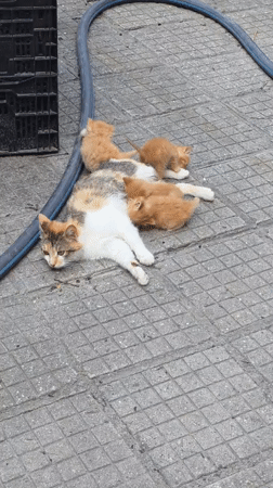 Afternoon life documented in Bulgarian village: cats, resident, gardens