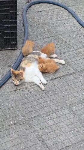 Afternoon life documented in Bulgarian village: cats, resident, gardens
