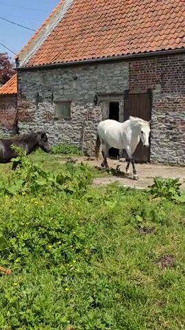 The video shows two horses in a grassy field in front of a brick and stone building. The horse in the foreground is white with some darker markings, while the horse in the background is dark. The white horse is closer to the camera and walks to the right, grazing at one point, and the dark horse is farther away and standing still. The building behind the horses is made of both stone and brick, with a dark doorway and a small window. There is a red tile roof. The grass in the field is green with some yellow flowers. The sky is blue.