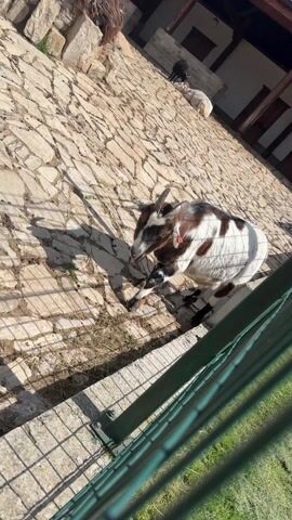 The video shows a goat in an enclosure. The goat is brown, white, and black, and it has horns. The goat is standing on a stone paved ground, and there is a green metal fence in the foreground. Other animals are visible in the background, including a sheep. The day appears to be sunny. The camera moves around the goat to show different angles.