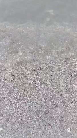 The video begins by focusing on a sandy beach covered in shells, with shallow water lapping at the shore. The camera then pans out to reveal a vast expanse of calm sea under a clear blue sky. In the distance, a large cargo ship is visible on the horizon. The water is a muted gray-green, and the sky is a pale blue, suggesting a sunny day.