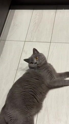 A British Shorthair cat lies on its back on a light-colored wooden floor. The cat is gray with amber eyes and appears to be playing or stretching. It briefly rolls onto its side, lifts its paws, and then rolls back onto its back. The background is a dimly lit room with the corner of a dark cabinet visible.