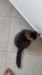 Cats at home in Marrakesh evening