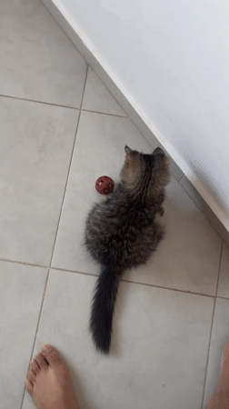 Cats at home in Marrakesh evening