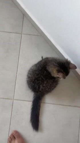 Cats at home in Marrakesh evening