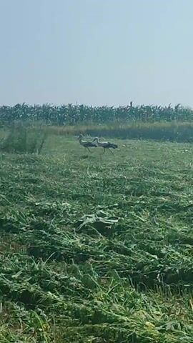Two storks are standing in a field of cut grass. The field is in front of a cornfield under a clear sky. The storks appear to be white and black. The camera is panning slowly to the right.
