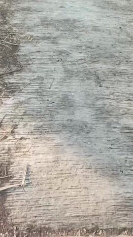 A low-angle, handheld shot follows a narrow, concrete path. The path is weathered and shows signs of age and use, with visible cracks and discoloration. To the right of the path is a dry, overgrown ditch filled with dirt and weeds. Beyond the ditch, a field of dry, brown vegetation stretches into the distance. In the background, several trees and a building are visible. The lighting suggests it is daytime, possibly early morning or late afternoon, with a clear sky.