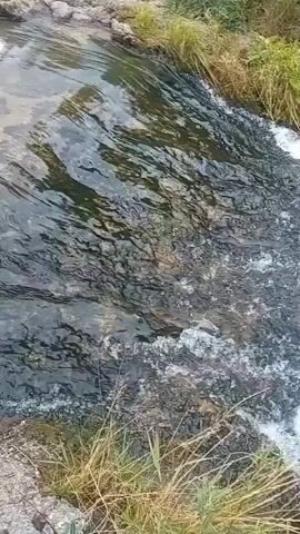 The video shows a top-down view of a fast-flowing stream or river. The water is clear and somewhat turbulent, with white foam and ripples indicating its movement over rocks and submerged debris. The banks of the stream are lined with green and yellow grass and some low-lying bushes or trees, suggesting a natural, outdoor environment. The lighting is bright, indicating daytime. There are no people or animals visible in the frame. The camera appears to be stationary or panning slowly.