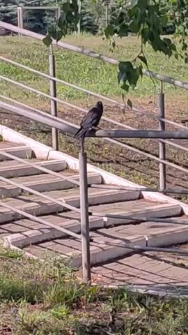 A single black bird is perched on a metal railing that is part of a set of outdoor stairs. The bird is facing to the left of the frame and appears to be looking down. The stairs are made of concrete and metal. The railing is also metal and runs parallel to the stairs. The stairs are outdoors, as indicated by the grass and trees in the background. The lighting suggests it is daytime.