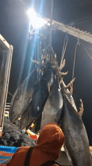 Tuna hauled up by chains at a Chimbote fishing dock