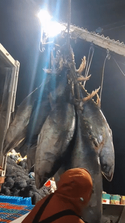 Tuna hauled up by chains at a Chimbote fishing dock