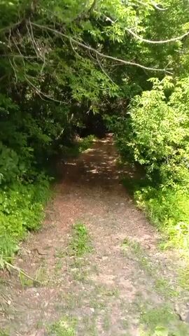 A dirt path winds through a sun-dappled forest with dense green foliage on either side. The camera moves forward along the path, creating a first-person perspective of someone walking. Sunlight filters through the leaves, casting shadows on the ground. The path appears well-trodden, suggesting it is a frequently used trail. There are no people or animals visible in the video.
