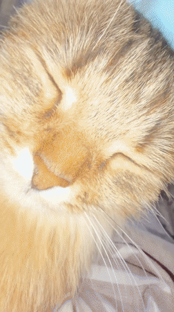 Quiet domestic morning in Chaikovsky with cats and everyday moments