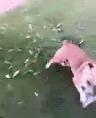 Boxer mix plays freely on a green lawn in Kozyn