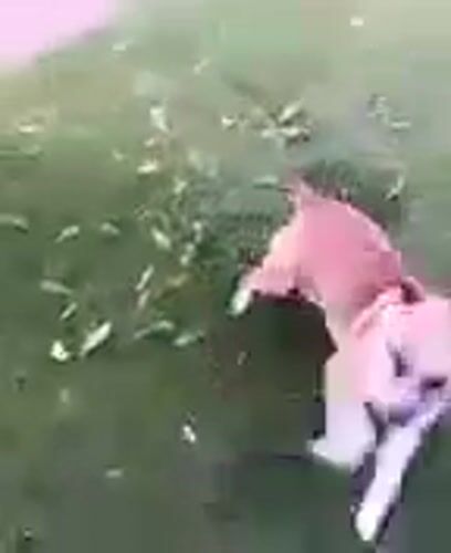 Boxer mix plays freely on a green lawn in Kozyn