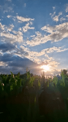 Cornfields, hydrangeas, and garden gnomes at golden hour