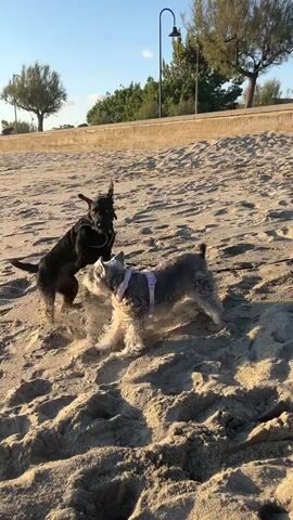 Two dogs play on a sandy beach. One dog is black, and the other is gray and white. They are running and interacting playfully. The beach has footprints in the sand. A person is sitting in the distance. In the background, there is a short wall, trees, and streetlights. The sky is clear and blue.