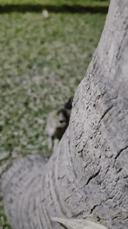 Tabby cat spotted in multiple indoor locations in Pattaya