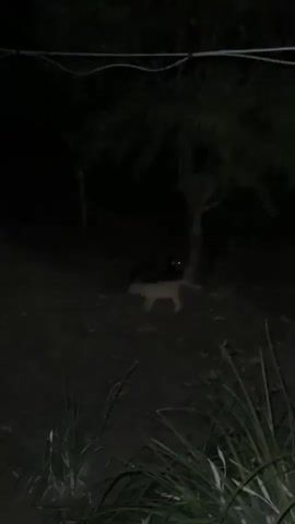 A night time video shows a light-colored animal, possibly a cat, walking from left to right across a dark, outdoor area. In the background, a dark-colored animal, also possibly a cat, is visible near the base of a tree. The dark animal's eyes appear to reflect light with a greenish hue. The area is covered in dirt and vegetation, with tall grass in the foreground. A wire is visible running across the top of the frame.