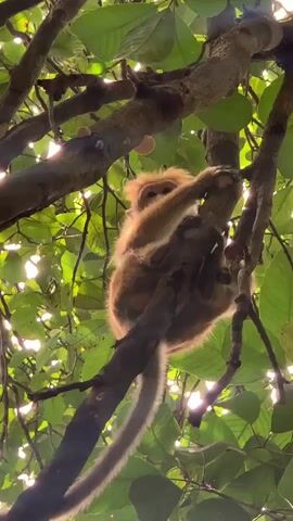 The video shows a monkey clinging to a tree branch, seen from below. The monkey has light brown fur and a long, fluffy tail. It is positioned within the tree's branches, surrounded by green leaves and dappled sunlight. The camera angle is low, looking up into the tree's canopy. The monkey is the main subject of the video. The general environment suggests an outdoor setting, likely a forest or wooded area.