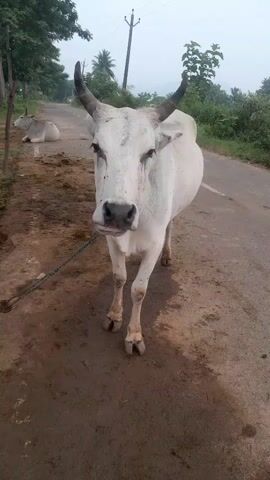 A white cow with black horns stands on a dirt road, facing the camera. The cow is tethered to a rope that is attached to its halter. The cow's head is slightly bowed, and its eyes are looking down. In the background, another white cow is lying down on the side of the road. Trees and bushes line the road, and a utility pole is visible in the distance. The sky is overcast.