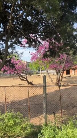 The camera observes a fenced-in area with a bare earth ground and several trees, some of which are blooming with pink flowers. The fence is made of chain link and has concrete posts. There are trees with dark green foliage in the foreground, partially obscuring the view. In the background, a building is visible. At least one animal, possibly a deer or similar ungulate, moves around the area behind the fence. The scene is lit by daylight.