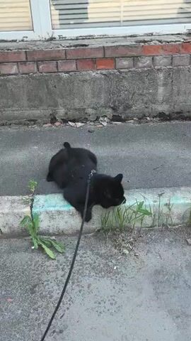 This is a video of a black cat on a leash, walking along a sidewalk. The cat is wearing a harness and a leash. The cat is sniffing at some grass that is growing along the edge of the sidewalk. In the background, there is a brick wall and a window. The time of day appears to be daytime, and the weather appears to be clear. The location is Upper Temernitsky, Russia.