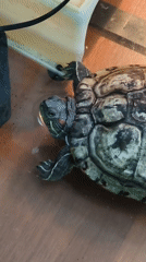 Turtle care and shipping operations in Molokovo