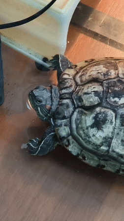 Turtle care and shipping operations in Molokovo