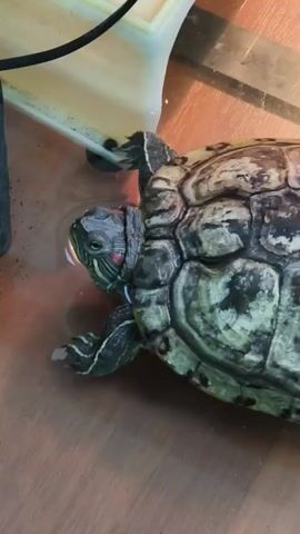 A red-eared slider turtle is submerged in shallow water, its head and front legs visible above the surface. The turtle's shell is predominantly green and brown with some lighter markings. It appears to be near the edge of a tank or enclosure, with a cream-colored object and a black cable visible in the background. The floor of the enclosure is a wooden surface. The lighting suggests an indoor environment, possibly with a heat lamp illuminating the turtle. The video captures the turtle's movement as it shifts its position in the water.