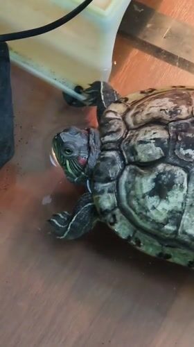 Turtle care and shipping operations in Molokovo