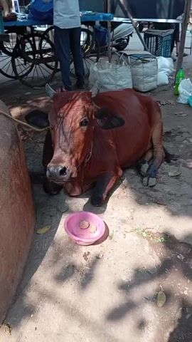 The video shows a brown cow lying down next to a large, round object on a cracked, shaded surface. In front of the cow is a small pink bowl containing what appears to be food. Behind the cow, a person in a white shirt and dark pants stands by a cart with blue containers. The scene widens to reveal a woman in a green and floral saree sitting on a low stool next to bowls and containers. A man in a striped shirt and gray pants stands near the woman, seemingly talking to her. In the background, there are other people, a red truck, an auto-rickshaw, and other carts or stalls, indicating a street scene.