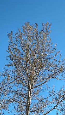 The video shows a tall tree against a clear blue sky. The tree has a white trunk and many branches, with small green buds appearing on them. Two black birds are perched at the top of the tree. The camera is pointed upwards, capturing the full height of the tree against the bright sky.