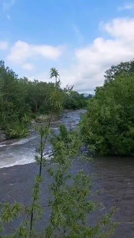 A video of a river flowing through a lush green forest. The river is wide and appears to be flowing quickly over rocks. The banks of the river are lined with dense trees and foliage. The sky above is blue with scattered white clouds. In the foreground, a tall plant with long green leaves partially obscures the view of the river. The scene is peaceful and natural.