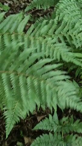 The video shows a close-up view of green ferns on a forest floor. The camera appears to be moving horizontally, panning across the foliage. The ferns are dense and lush, with intricate fronds. The lighting suggests an overcast or shaded environment, typical of a forest. There are no people or other living creatures visible in the frame. The ground beneath the ferns is obscured by leaves and organic matter, but appears to be dark and earthy.