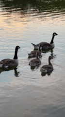Canada geese and goslings on the River Wey at sunset