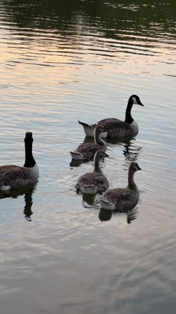 Canada geese and goslings on the River Wey at sunset