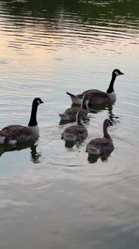 Canada geese and goslings on the River Wey at sunset