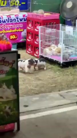 The video shows two small pigs playing near a vendor stand. The pigs are both black and white, and they are running around and bumping into each other on a small patch of grass. Behind the pigs are cages with rabbits and other animals. The vendor stand has various signs and displays, including one advertising "Hamsters" for 30 baht. In the background, festive music plays. The setting appears to be an outdoor market or fair.