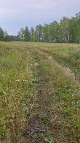 A dirt path winds through a grassy field. Birch trees line the horizon in the distance. The sky is overcast.