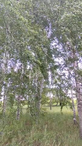 The video shows a close-up of several birch trees with white bark and green leaves. The leaves are rustling in the wind. The background is a field of tall green grass. The overall impression is one of a peaceful natural setting.